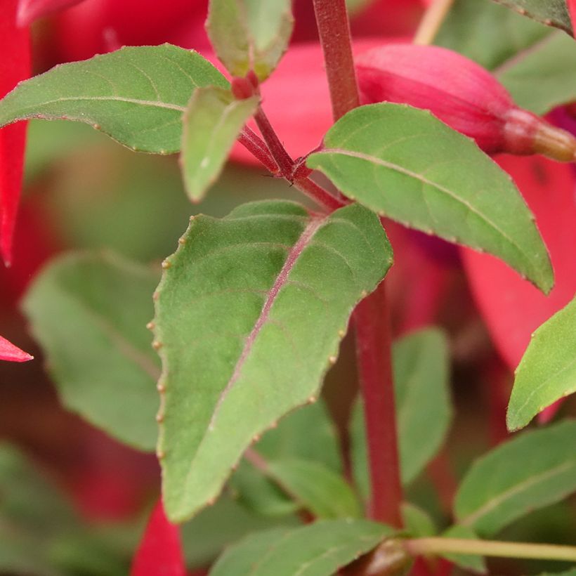 Fuchsia regia Regal - Bellenplant (Blad)