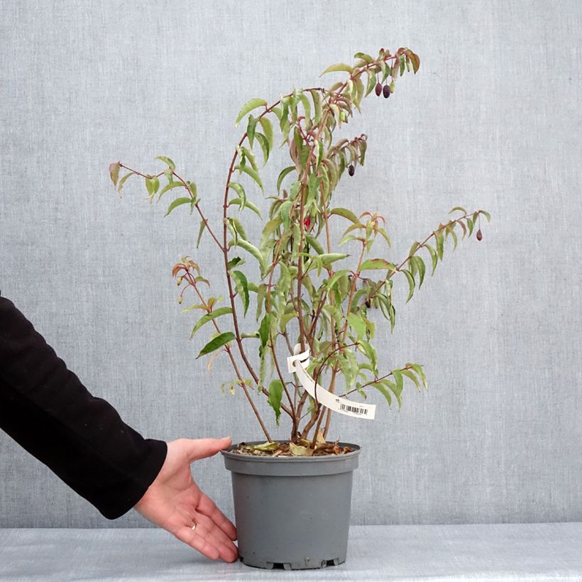 Exemplaar van Fuchsia regia Regal Pot de 3L/4L zoals geleverd in de winter