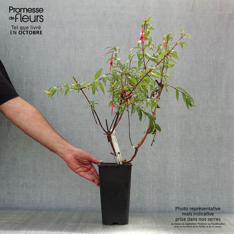 Exemplaar van Fuchsia regia Reitzii - Bellenplant Pot van 2 l/3 l zoals geleverd in de herfst