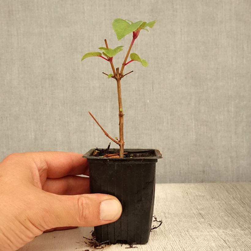 Exemplaar van Fuchsia Dark Eyes - Bellenplant Kweekpotje van 7/8 cm zoals geleverd in de zomer