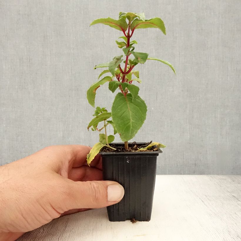 Exemplaar van Fuchsia Royal Mosaïc - Bellenplant Kweekpotje van 7/8 cm zoals geleverd in de zomer