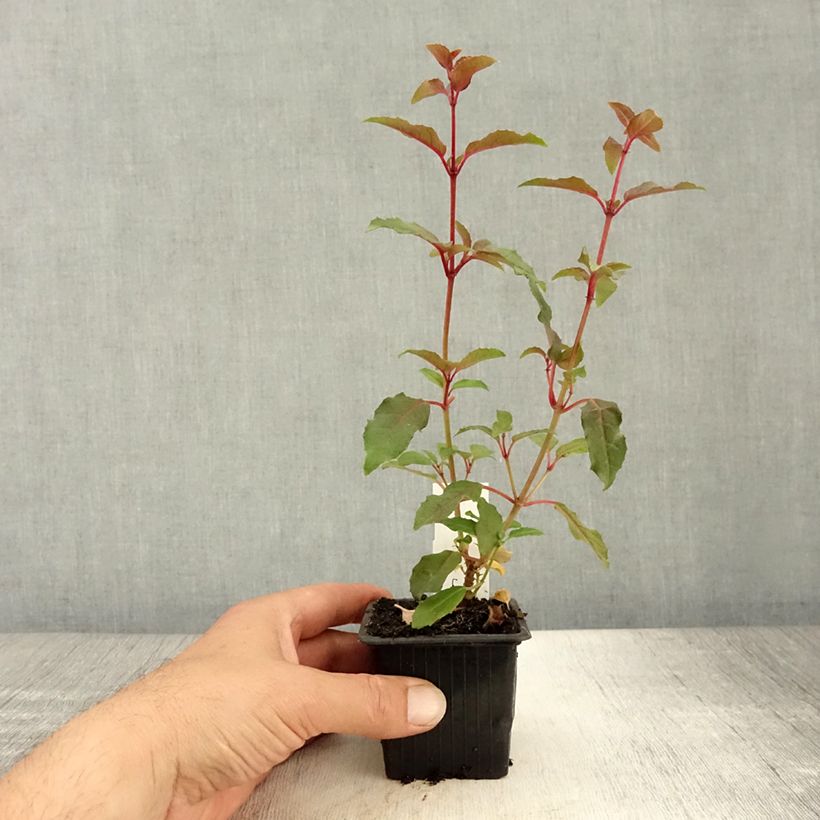 Exemplaar van Fuchsia Alice Hoffman - Bellenplant Kweekpotje van 8/9 cm zoals geleverd in de zomer