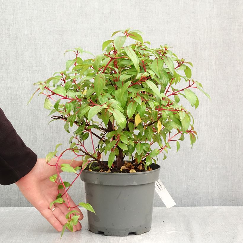 Exemplaar van Fuchsia Charming - Bellenplant Pot van 3 l/4 l zoals geleverd in de herfst