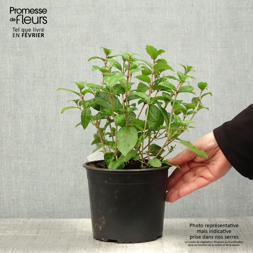 Exemplaar van Fuchsia Connie - Bellenplant Pot van 3 l/4 l zoals geleverd in de winter