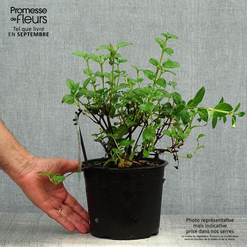 Exemplaar van Fuchsia Constance - Bellenplant Pot van 2 l/3 l zoals geleverd in de herfst