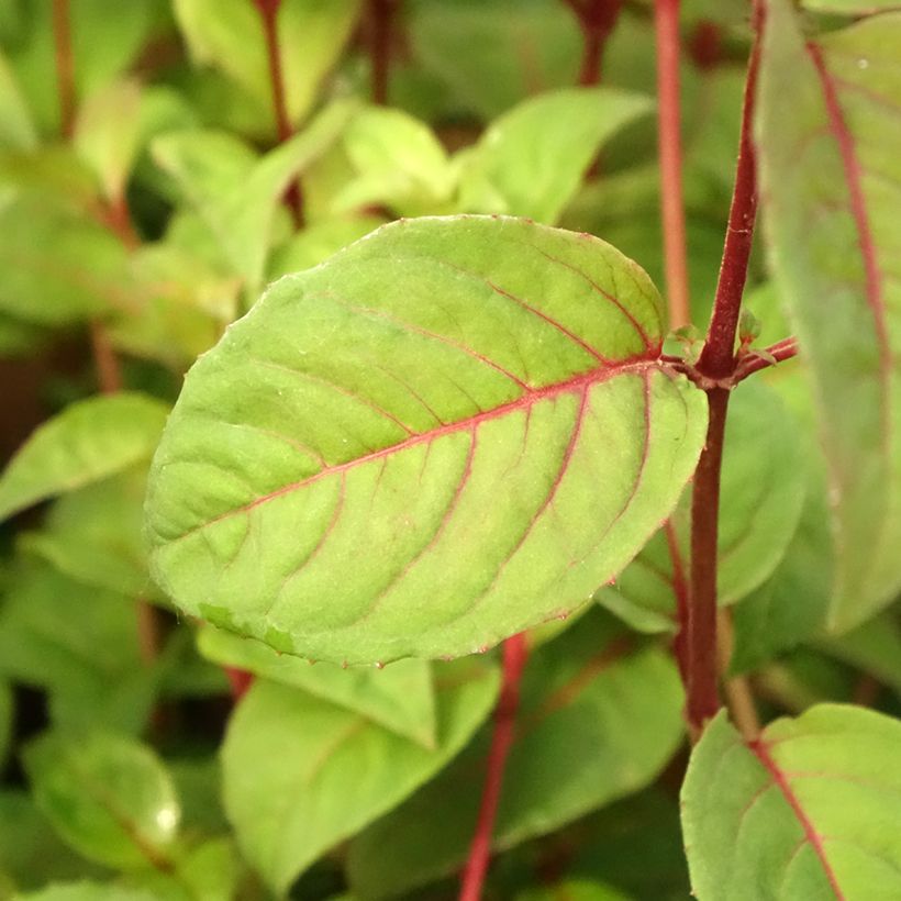 Fuchsia Douce France - Bellenplant (Blad)