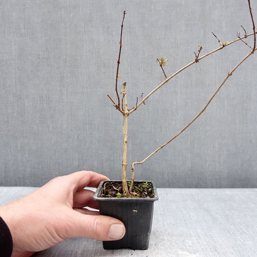 Exemplaar van Fuchsia Douce France - Bellenplant Kweekpotje van 8/9 cm zoals geleverd in de winter