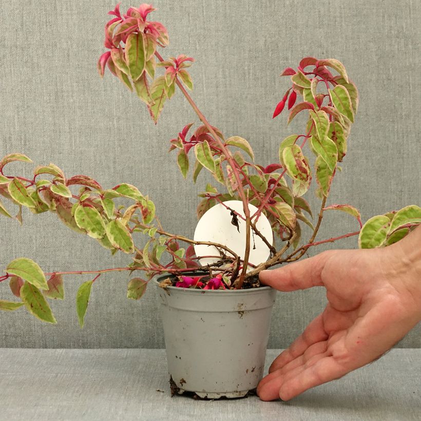 Exemplaar van Fuchsia Happy Birthday - Bellenplant Pot van 1 l/1,5 l zoals geleverd in de zomer