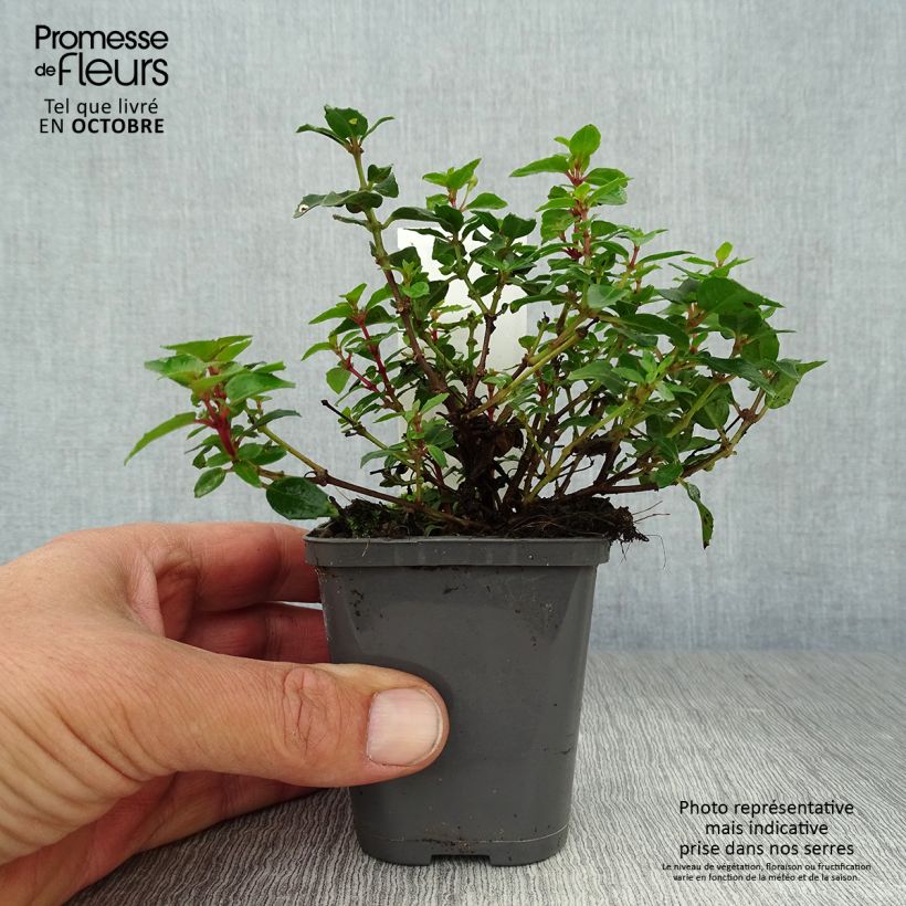 Exemplaar van Fuchsia Lady Thumb - Bellenplant Kweekpotje van 8/9 cm zoals geleverd in de herfst