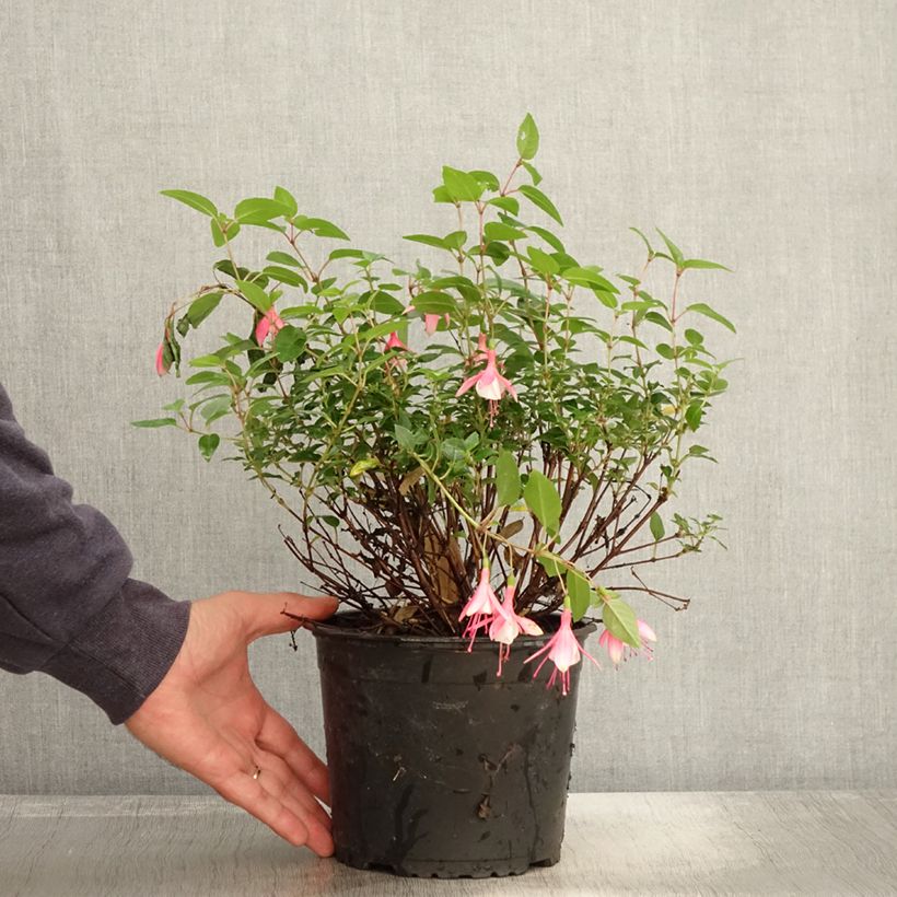 Exemplaar van Fuchsia Lady Thumb - Bellenplant Pot van 2 l/3 l zoals geleverd in de herfst