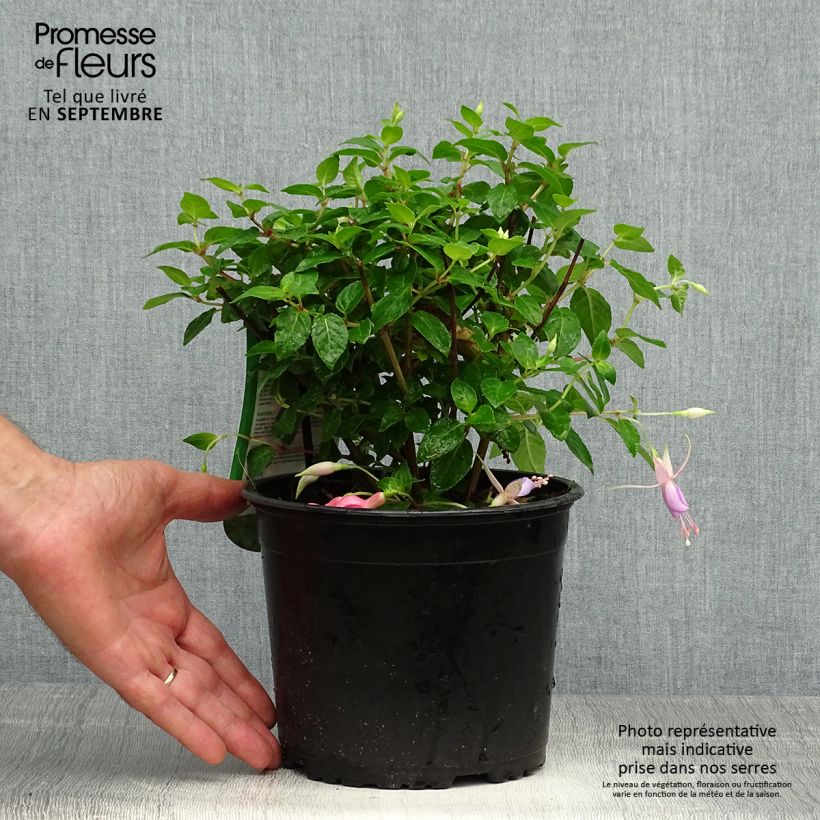 Exemplaar van Fuchsia Margaret - Bellenplant Pot van 2 l/3 l zoals geleverd in de herfst