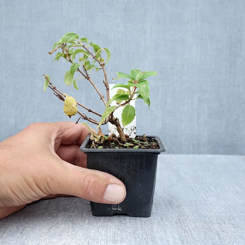 Exemplaar van Fuchsia Margaret Thatcher - Bellenplant Kweekpotje van 8/9 cm zoals geleverd in de herfst