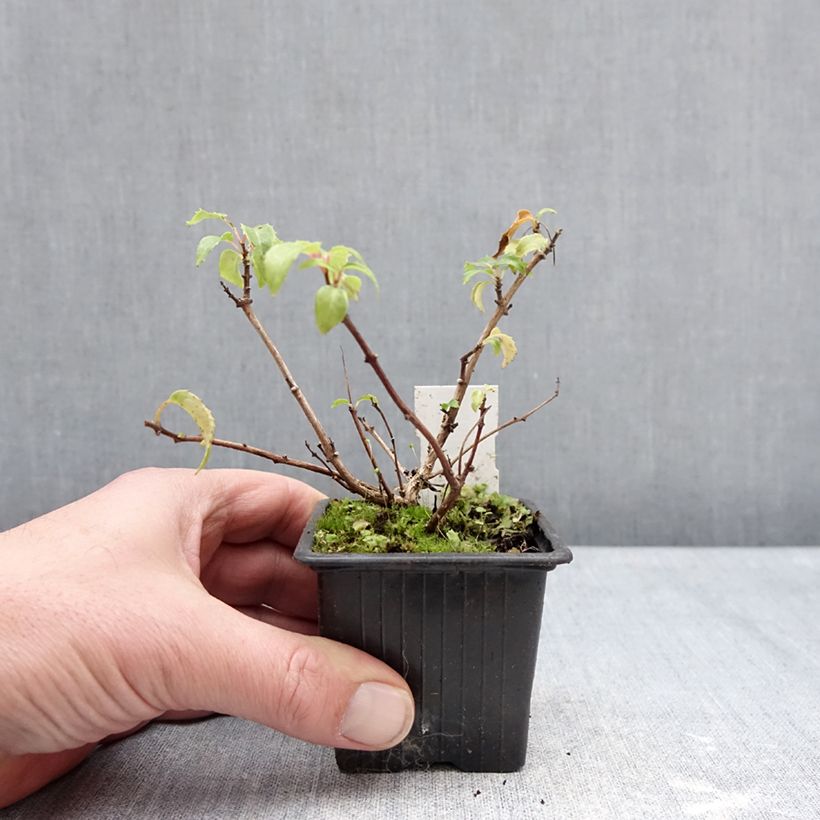 Example of Fuchsia Margaret Thatcher - Bellenplant Kweekpotje van 8/9 cm as you get in hiver