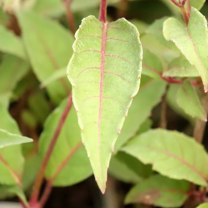 Fuchsia Mme Cornelissen - Bellenplant (Blad)