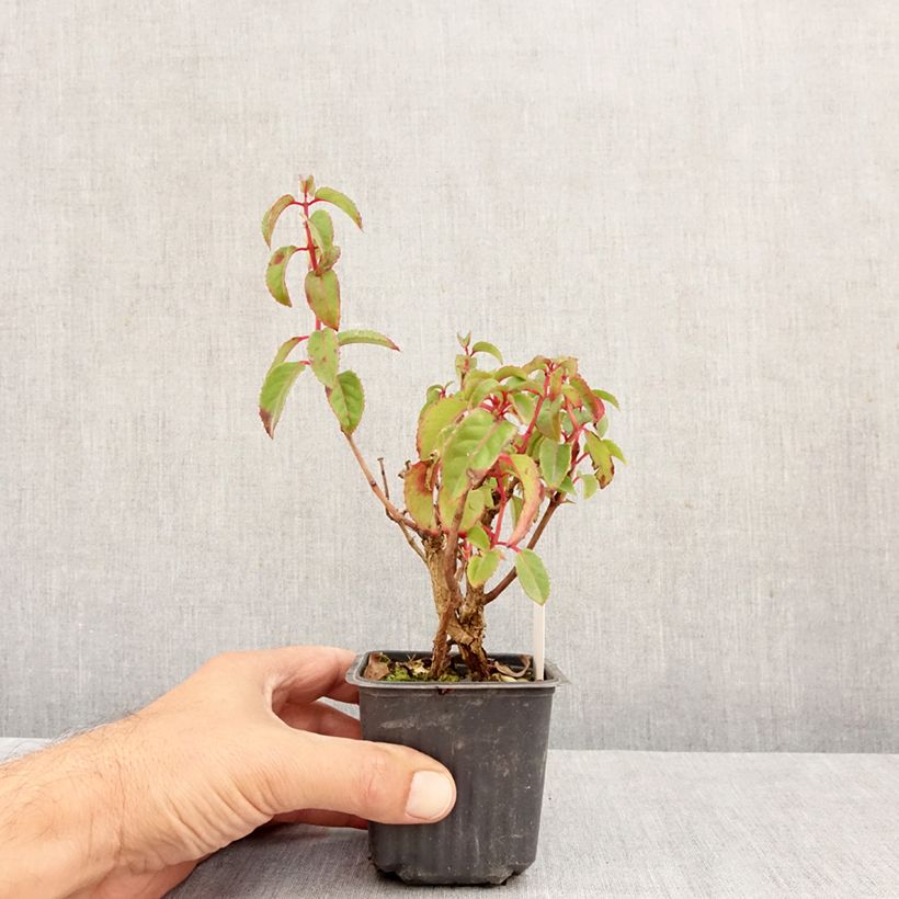 Exemplaar van Fuchsia Mrs Popple - Bellenplant Kweekpotje van 8/9 cm zoals geleverd in de herfst
