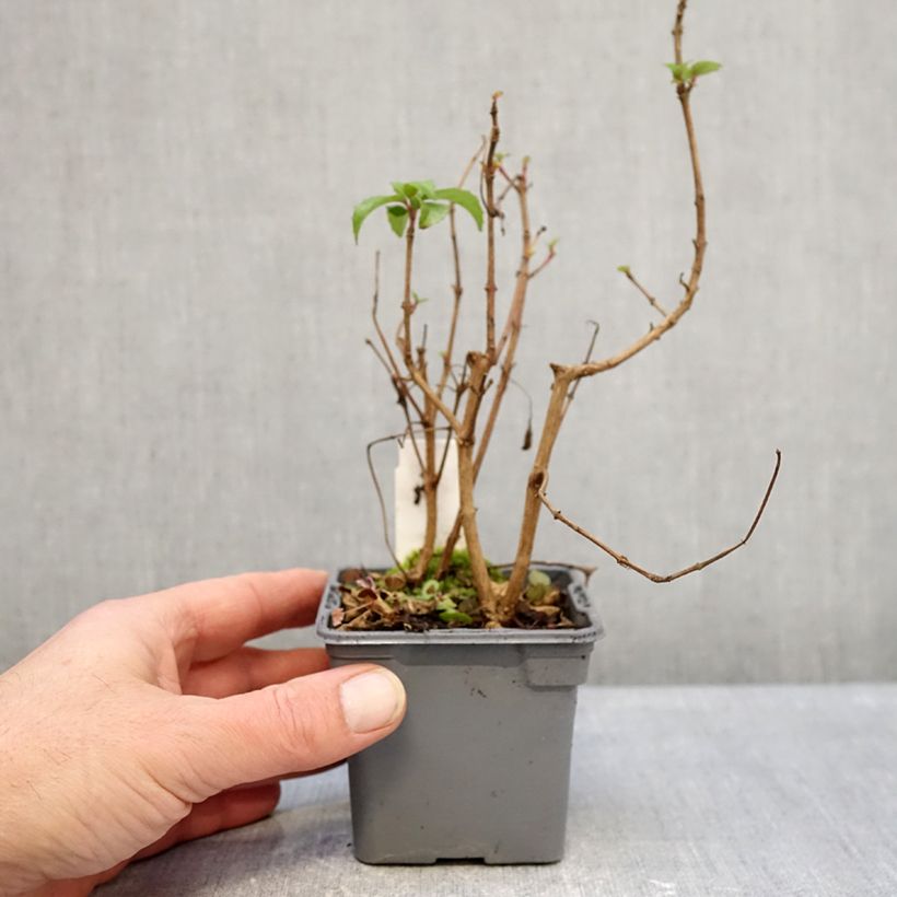 Exemplaar van Fuchsia Mrs Popple - Bellenplant Kweekpotje van 8/9 cm zoals geleverd in de winter