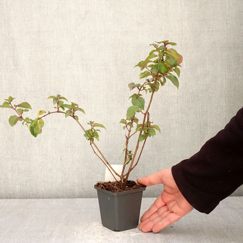 Exemplaar van Fuchsia Mrs Popple - Bellenplant Kweekpotje van 8/9 cm zoals geleverd in de lente