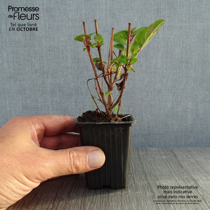 Exemplaar van Fuchsia Princess Dollar - Bellenplant Kweekpotje van 7/8 cm zoals geleverd in de herfst