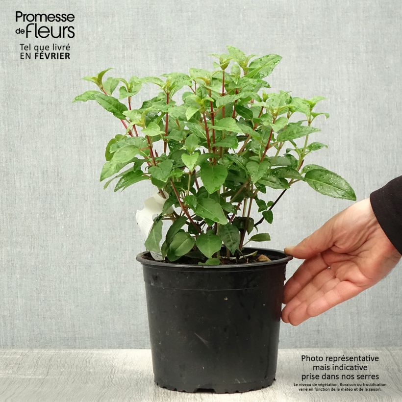 Exemplaar van Fuchsia Princess Dollar - Bellenplant Pot van 2 l/3 l zoals geleverd in de winter