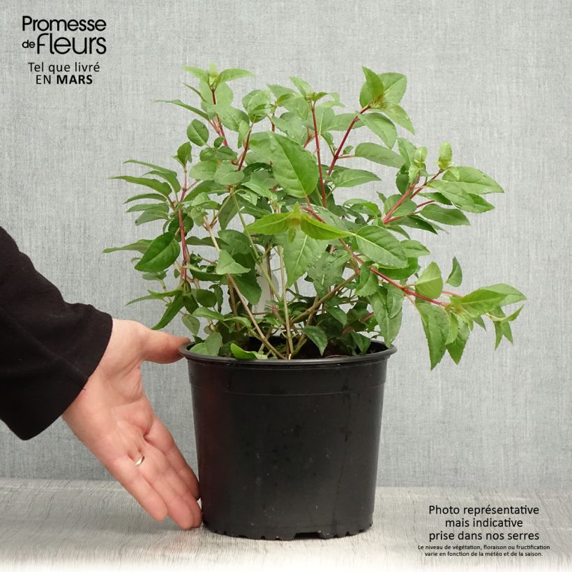 Example of Fuchsia Princess Dollar - Bellenplant Pot van 2 l/3 l as you get in printemps
