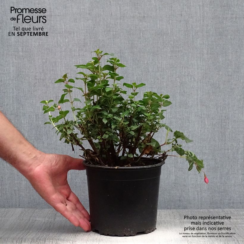 Exemplaar van Fuchsia Shrimp Cocktail - Bellenplant Pot van 2 l/3 l zoals geleverd in de herfst