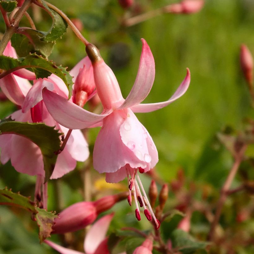 Fuchsia Shrimp Cocktail - Bellenplant (Bloei)