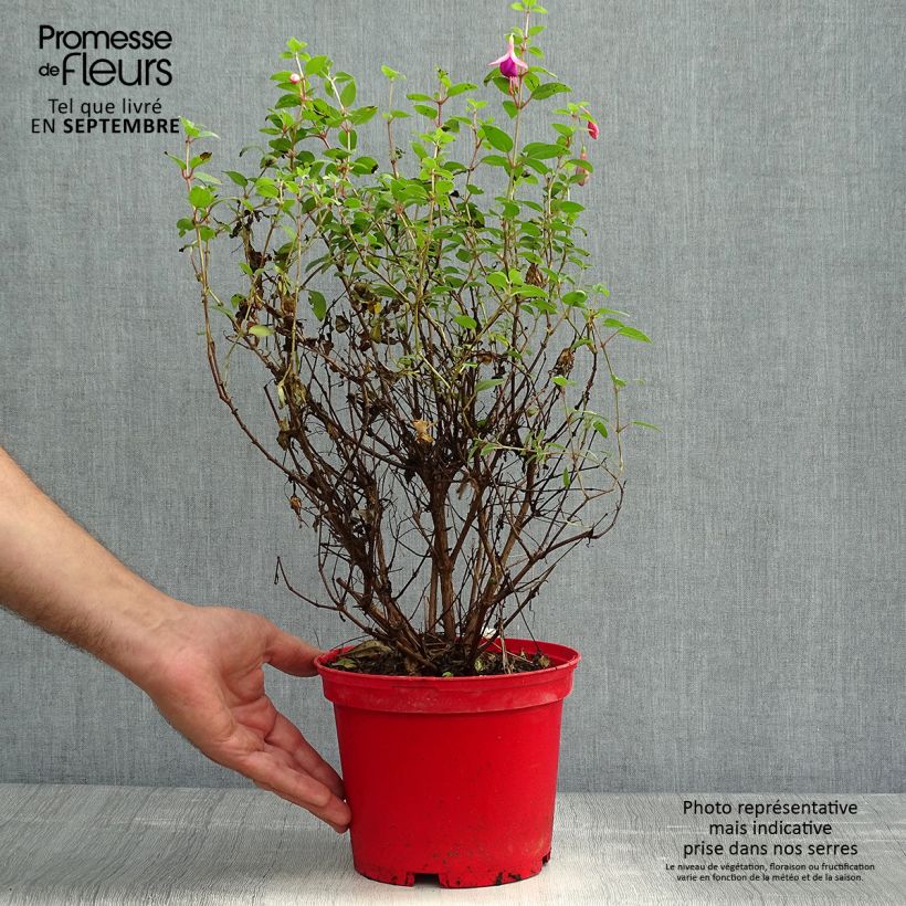 Exemplaar van Fuchsia Tom Thumb - Bellenplant Pot van 2 l/3 l zoals geleverd in de herfst