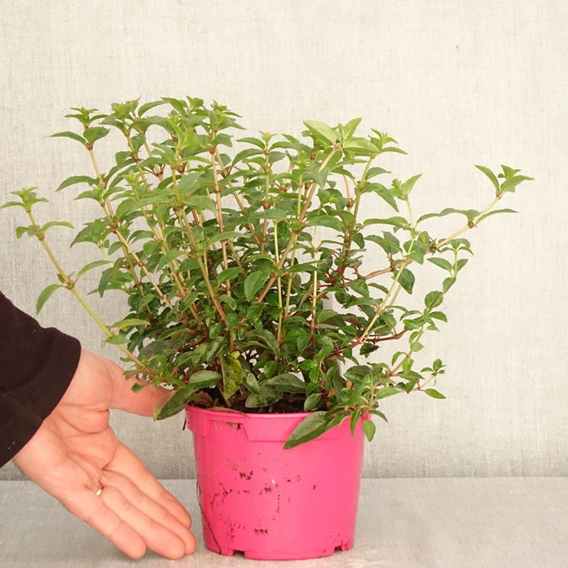 Exemplaar van Fuchsia Tom Thumb - Bellenplant Pot van 12 cm / 13 cm zoals geleverd in de lente