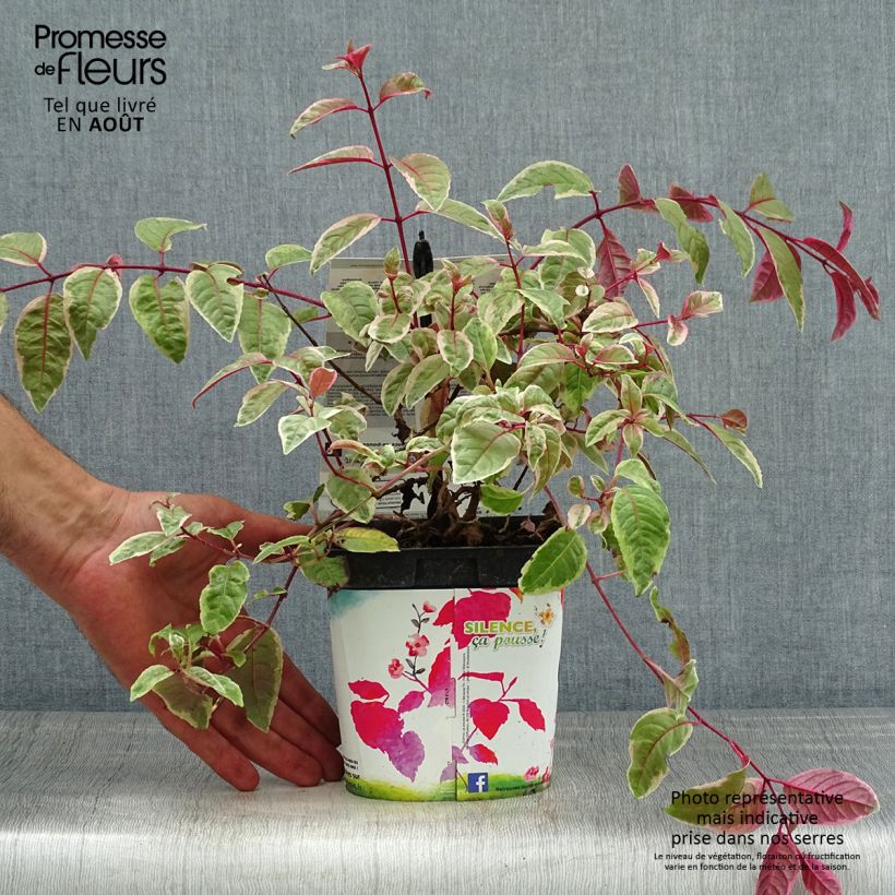 Exemplaar van Fuchsia Tom West - Bellenplant Pot van 2 l/3 l zoals geleverd in de zomer