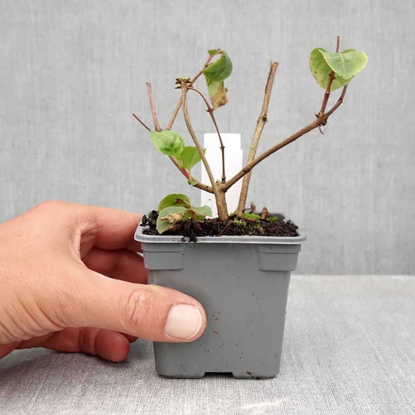 Exemplaar van Fuchsia White King - Bellenplant Kweekpotje van 8/9 cm zoals geleverd in de herfst