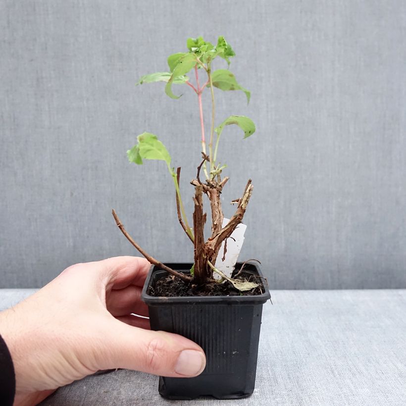 Exemplaar van Fuchsia White King - Bellenplant Kweekpotje van 8/9 cm zoals geleverd in de winter