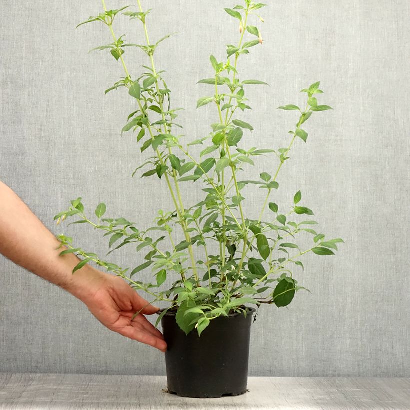 Exemplaar van Fuchsia Whiteknights Pearl - Bellenplant Pot van 2 l/3 l zoals geleverd in de zomer
