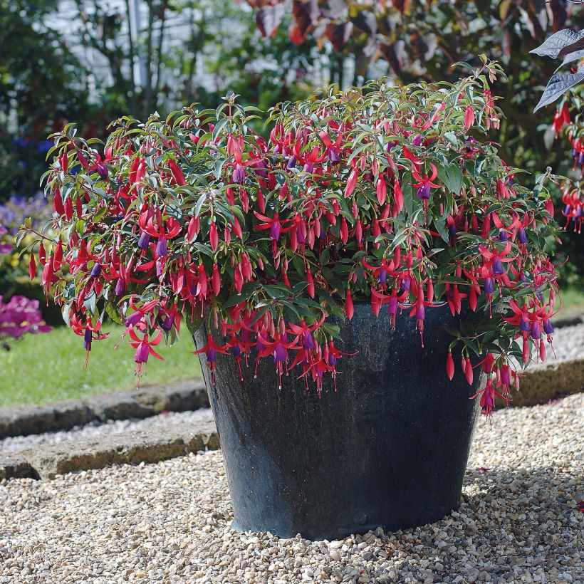 Fuchsia Sundancer - Bellenplant (Bloei)