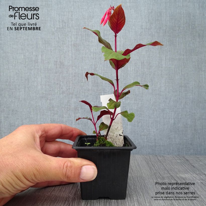Exemplaar van Fuchsia Thalia - Bellenplant Kweekpotje van 8/9 cm zoals geleverd in de herfst