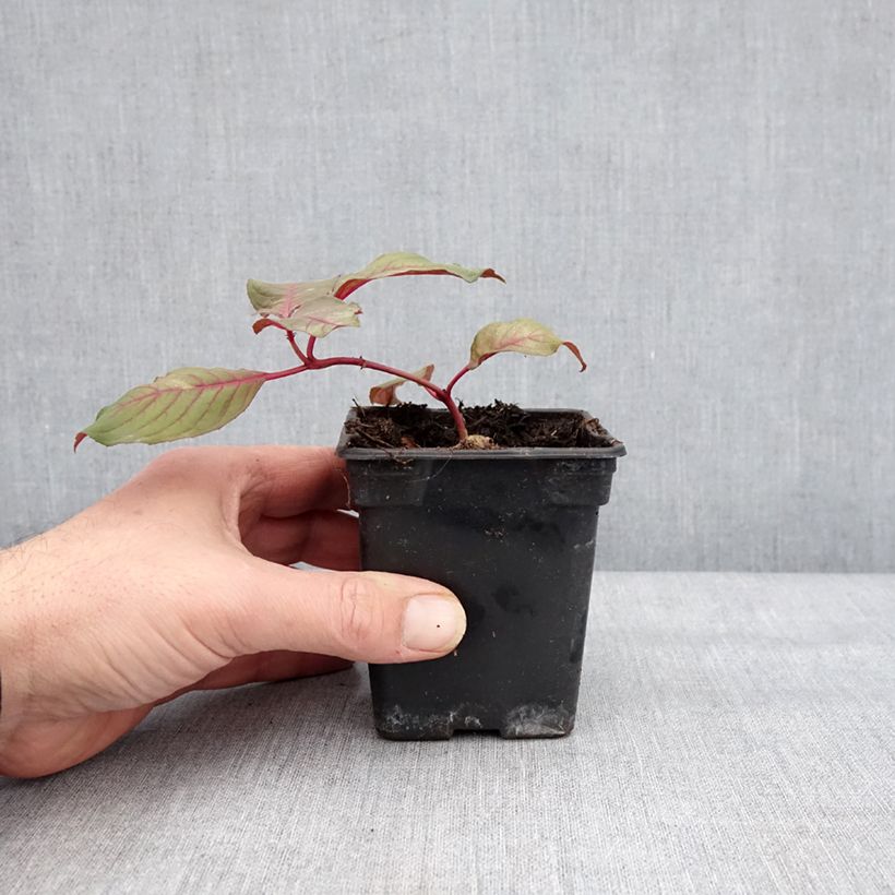 Exemplaar van Fuchsia triphylla (Fulgens) - Fuchsia arbustif Godet de 7/8 cm zoals geleverd in de winter