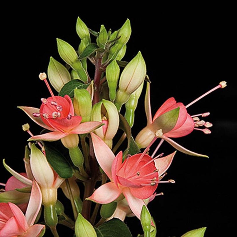 Fuchsia Walz Jubelteen - Bellenplant (Bloei)