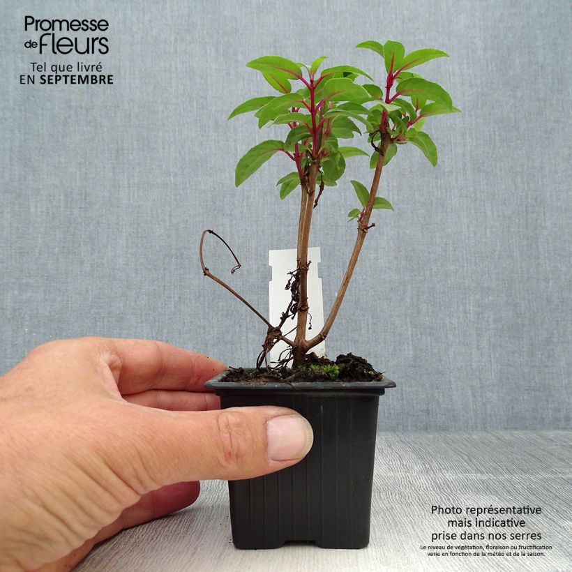 Exemplaar van Fuchsia Winston Churchill - Bellenplant Kweekpotje van 8/9 cm zoals geleverd in de herfst