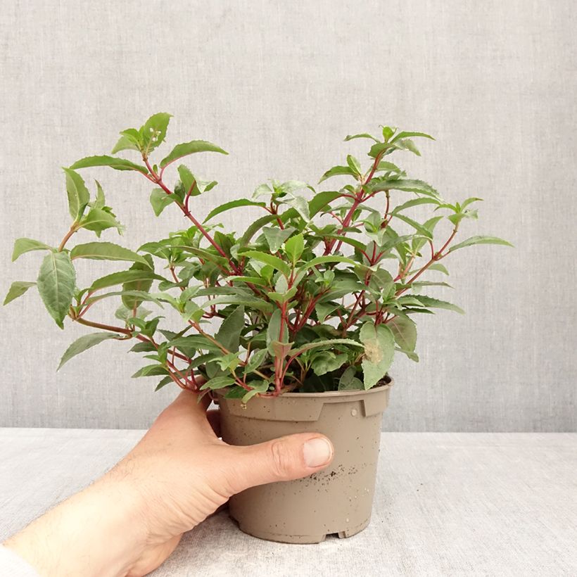 Exemplaar van Fuchsia Winston Churchill - Bellenplant Pot van 12 cm / 13 cm zoals geleverd in de lente