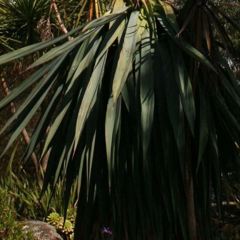 Furcraea longaeva (Blad)
