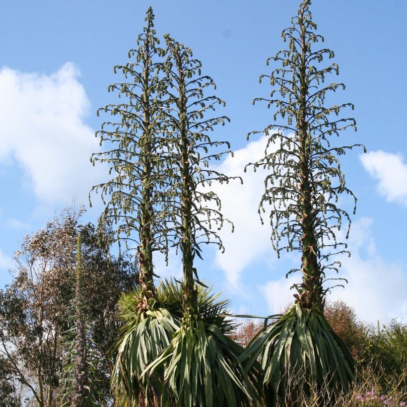 Furcraea longaeva (Groeiplaats)