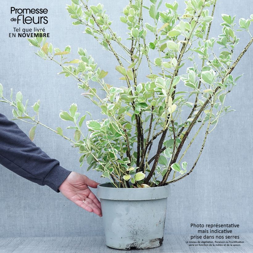 Exemplaar van Euonymus japonicus Silver King - Japanse kardinaalsmuts Pot van 7,5 l/10 l zoals geleverd in de herfst
