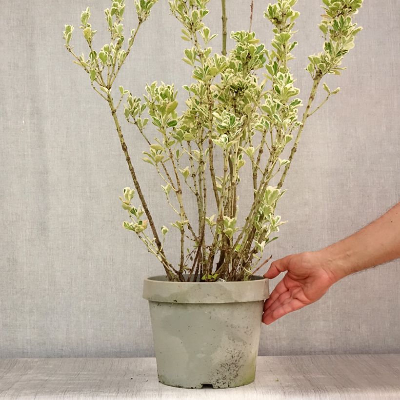 Exemplaar van Euonymus japonicus Silver King - Japanse kardinaalsmuts Pot van 7,5 l/10 l zoals geleverd in de zomer