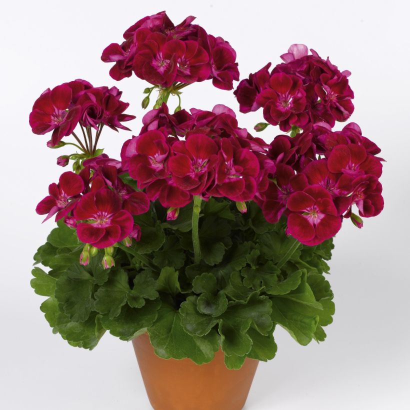 Pelargonium Flower Fairy Velvet - Zonale geranium (Groeiplaats)