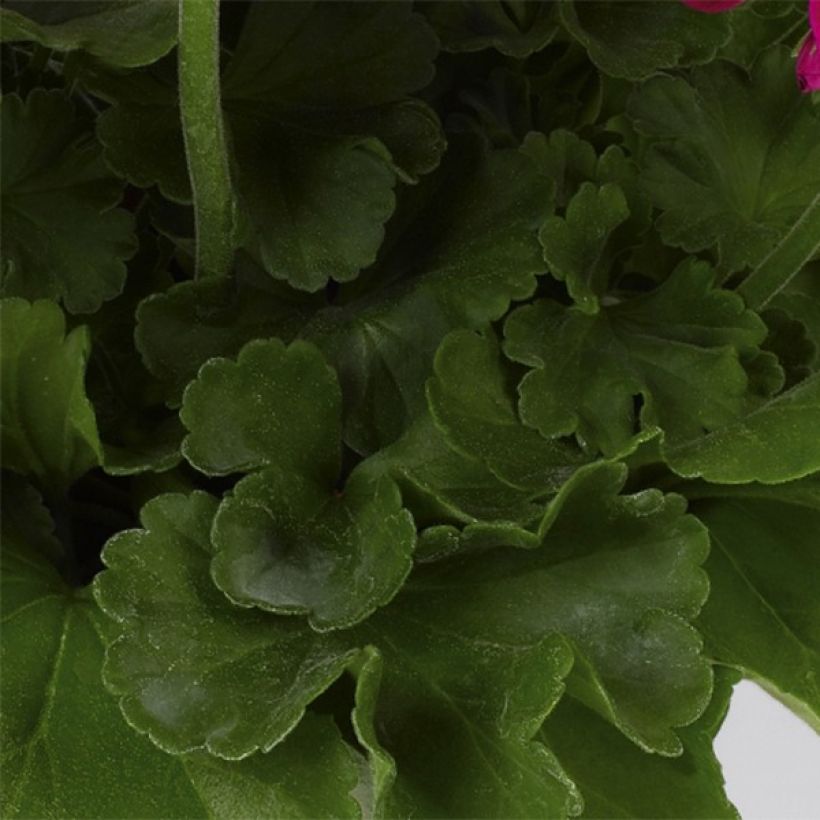 Pelargonium Flower Fairy Velvet - Zonale geranium (Blad)