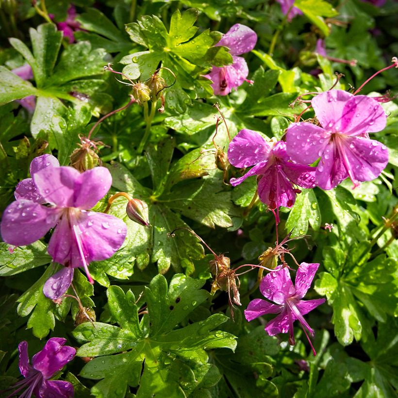 Geranium cantabrigiense Abpp Crystal Rose - Ooievaarsbek roze (Bloei)