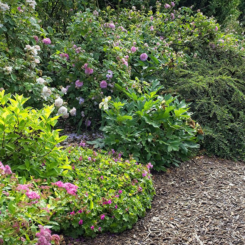 Geranium cantabrigiense Abpp Crystal Rose - Ooievaarsbek roze (Groeiplaats)
