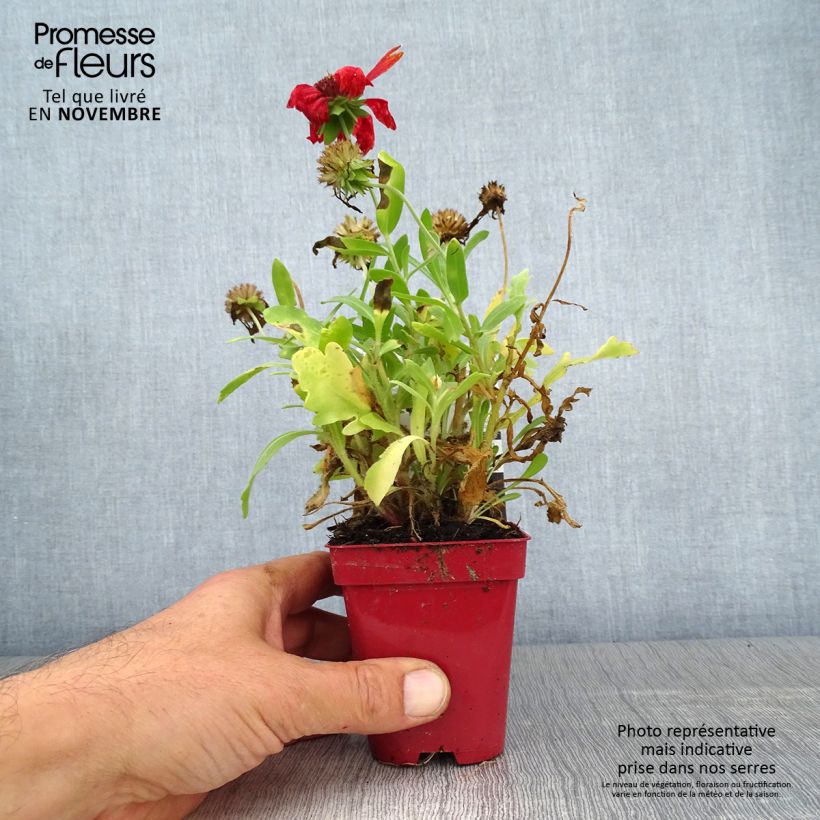 Exemplaar van Gaillardia aristata Arizona Red - Kokardebloem Kweekpotje van 8/9 cm zoals geleverd in de herfst