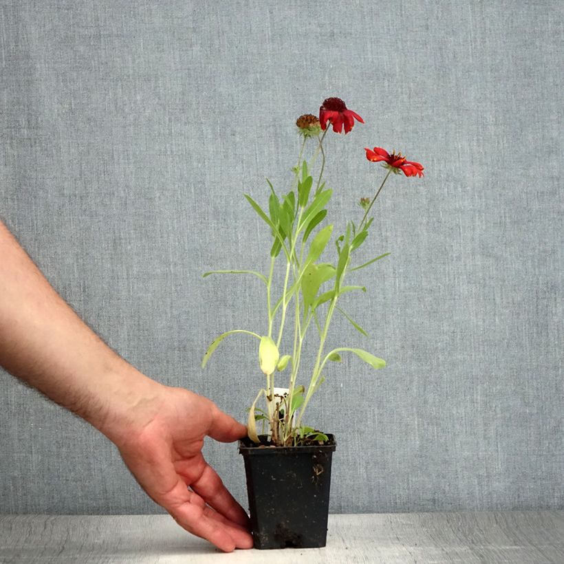 Exemplaar van Gaillardia aristata Arizona Red - Kokardebloem Kweekpotje van 8/9 cm zoals geleverd in de zomer