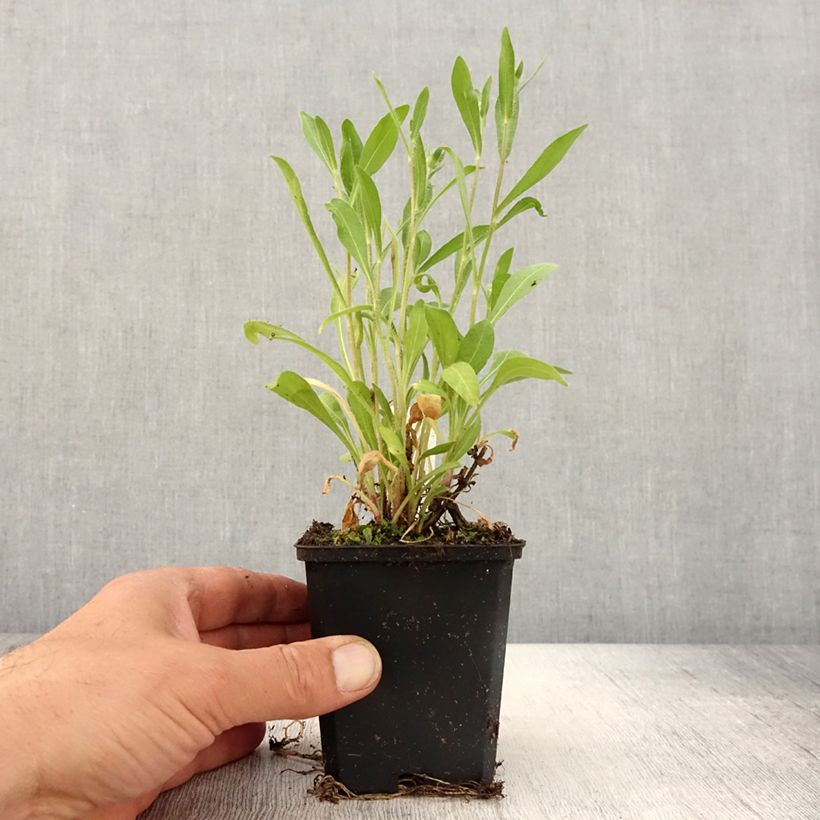 Exemplaar van Gaillardia aristata Arizona Red - Kokardebloem Kweekpotje van 8/9 cm zoals geleverd in de lente