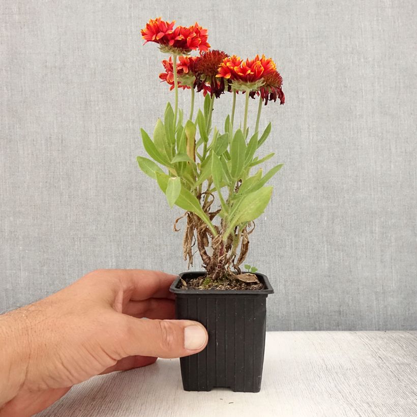 Exemplaar van Gaillardia Fanfare Blaze - Kokardebloem Kweekpotje van 8/9 cm zoals geleverd in de zomer